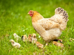 На эволюцию куриц повлияла европейская практика поста