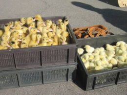 Украинец пытался пронести в РФ ящики с цыплятами, утятами и индюшатами
