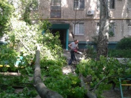 В Мелитополе дерево упало на многодетную мать и коляску с ребенком