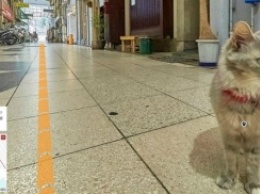 Японцы создали кошачий аналог Google Street View
