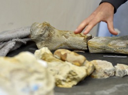 СМИ: во Франции нашли останки уникальной морской рептилии