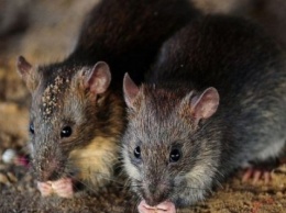 Полиция Индии обвинила крыс в том, что они выпили 900 тысяч литров конфискованного алкоголя