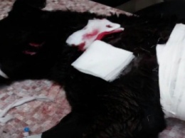 Битами и топором четверо криворожан избили бездомную собаку, искусавшую 2-летнюю девочку (ВИДЕО)