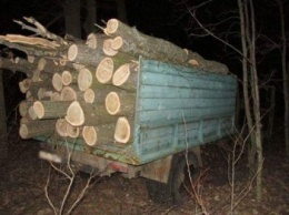 Черниговская полиция просит общественность помочь в поиске лесных браконьеров
