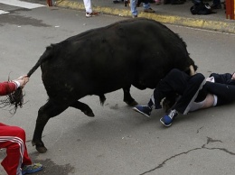 На видео попала борьба прохожих с напавшим на человека быком