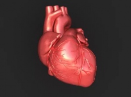 Ученые будут лечить сердечные заболевания при помощи тканевой инженерии