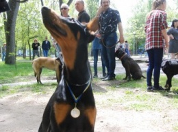 В Бердянске состоялась традиционная выставка породистых собак
