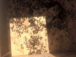 На Николаевщине из-за обработки полей массово гибнут пчелы (ФОТО)