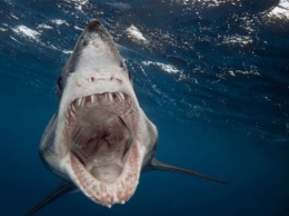 В Ирландии поймали акулу невиданных размеров