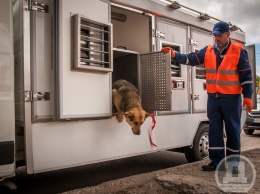 В Днепре выпустили на свободу тысячную стерилизованную собаку (Фото)