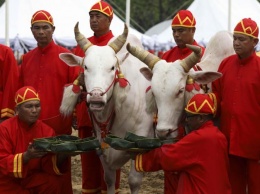 Новый тайский король посетил ежегодную церемонию предсказания качества урожая