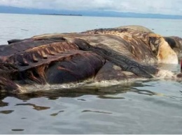 В Индонезии на берег выбросило тушу неизвестного морского гиганта