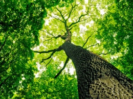 Ученые выяснили, что предки человека долго «расставались» с деревьями