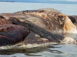 В Индонезии на берег выбросило неизвестное огромное морское существо