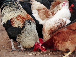 Ветеринары из Елабуги рассказали о порядке действий в случае птичьего гриппа