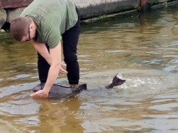 В Николаев заплыл маленький дельфин - его безуспешно пытаются доставить в Одессу (ВИДЕО)
