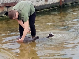 Заплывшего в яхт-клуб в Корабельном районе дельфиненка спасти не удалось