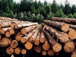 Общественный совет при Гослесагентстве выступает против торговли древесиной на единой электронной площадке