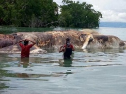 Раскрыта тайна гигантского морского чудовища в Индонезии