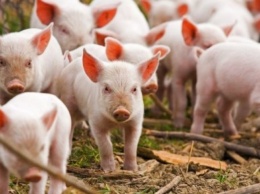 В Польше распространяется африканская чума свиней