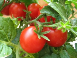 Ученые нашли новый метод лечения рака желудка с помощью томатов