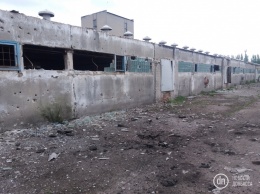 Пожар на обстрелянной боевиками свиноферме в Новолуганском тушили до конца дня
