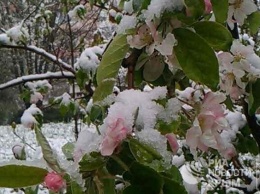 Заморозки нанесли плодово-ягодным культурам Крыма ущерб до 200 млн руб - власти