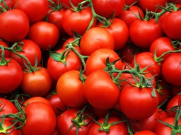 5 причин, почему нужно есть помидоры каждый день
