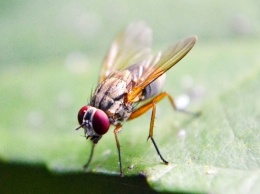 Ученые рассказали, почему плодовые мухи никогда не теряются в пространстве
