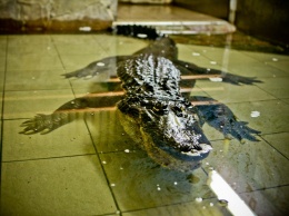 Ко дню рождения аллигатора Васи в Николаевском зоопарке объявили конкурс