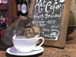 В Сан-Франциско открывают кафе с крысами