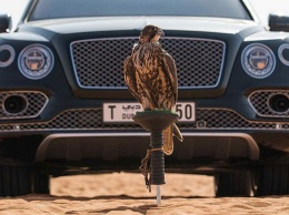 Тюнеры переделали Bentley Bentayga для соколиной охоты