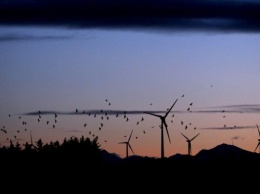 Ветряные электростанции представляют угрозу для птиц