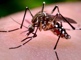 Один комар при укусе может передать несколько вирусов, включая Зика