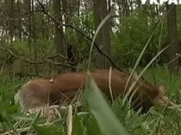 В Черкасской области браконьеры застрелили благородного оленя