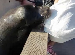 Смотрите, как морской лев украл девочку и затащил ее в воду!