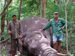В африканском заповеднике убитый слон раздавил профессионального охотника