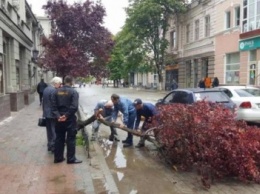 В центре Симферополя на месте одно из красавиц-слив Пииссарди остался пень (ФОТОФАКТ)