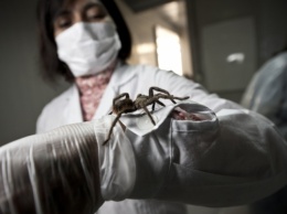 Китай привлечет пауков для борьбы с бедностью