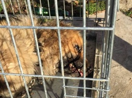 В Николаеве коммунальный приют для собак после закупки дорогого сухого корма просит у горожан приносить кашу