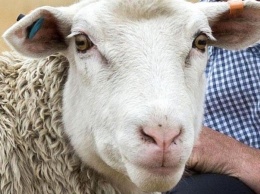 Ученых озадачила овца-мутант с прямой шерстью