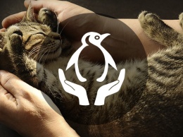 Вакансия мечты: обниматель котов