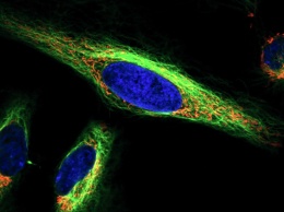 Ученые сняли взаимодействия клеточных органелл на видео