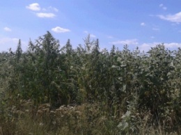 На Луганщине мужчина и женщина бальзаковского возраста выращивали дома наркотическое «зелье»