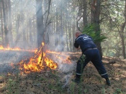 После пожара ликвидировали Дарницкое лесопарковое хозяйство