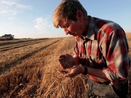 Украина планирует собирать до 92 млн тонн урожая зерновых к 2020 году, - УЗА