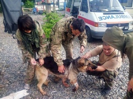 В зоне АТО пес пожертвовал собой, чтобы спасти бойцов