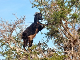 Домашние козы помогают деревьям распространять семена