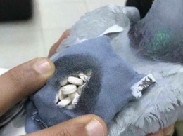 Полиция поймала голубя-контрабандиста. В своем рюкзачке он перевозил наркотики!