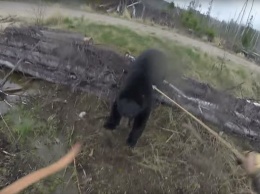 С луком - на медведя: канадский охотник еще легко отделался